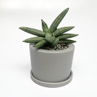 サンセベリア ボンセレンシス プラチナム
