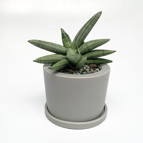 【専用】リプサリス✳︎さま CATEGORY 鉢植え植物 | buzz online store