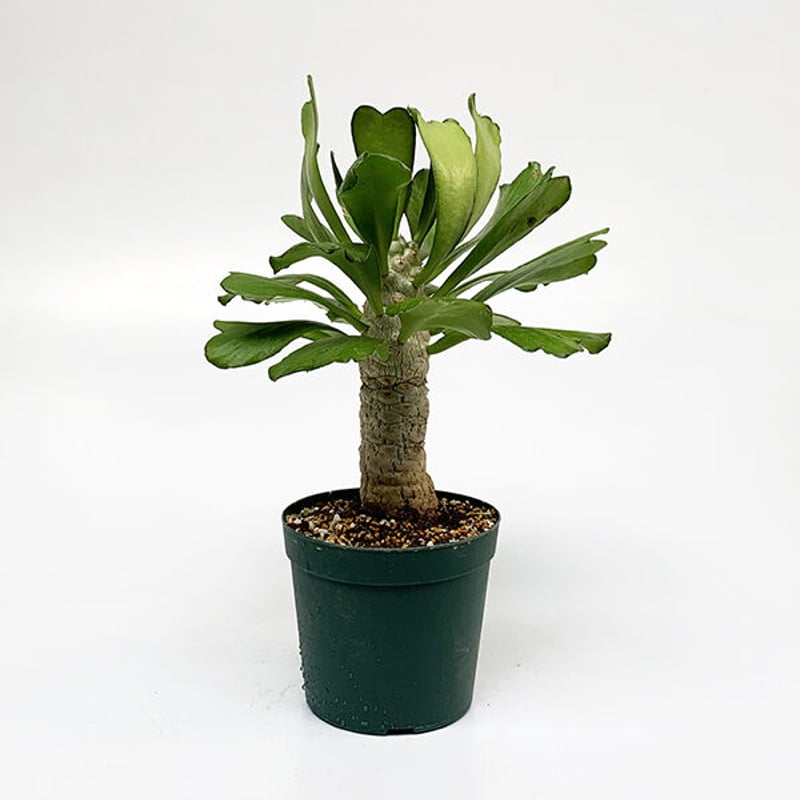 ユーフォルビア・ポイゾニー、アガベの2本セット、引き取り限定‼️ ユーフォルビア・ポイゾニー、アガベの2本セット、引き取り限定