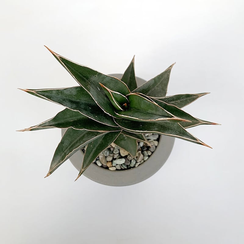 サンセベリア パウエリー | buzz online store