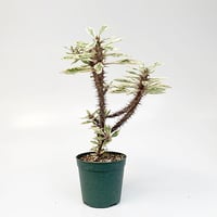 ユーフォルビア ミリー