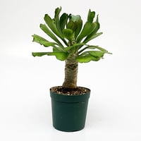 ユーフォルビア ポイゾニー