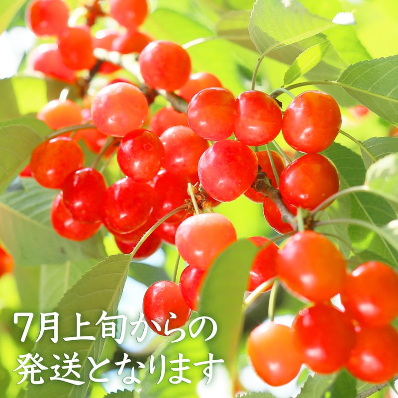 山形天童・松田の佐藤錦【500gばらパック詰】 | 農家のあさげ、漁師の