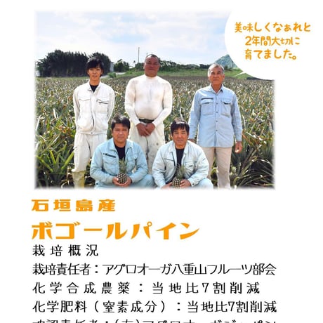 石垣島直送：ボゴールパイン【2kg】