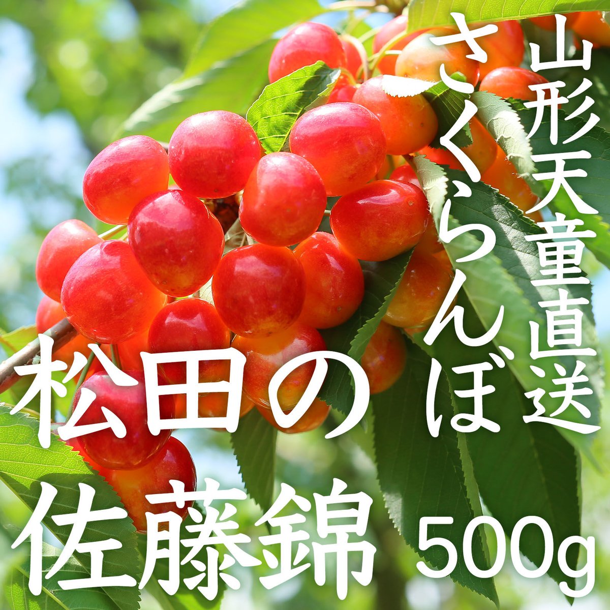 山形天童・松田の佐藤錦【500gばらパック詰】 | 農家のあさげ、漁師の