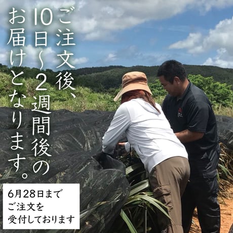 石垣島直送：ピーチパイン【お得な3kg！】