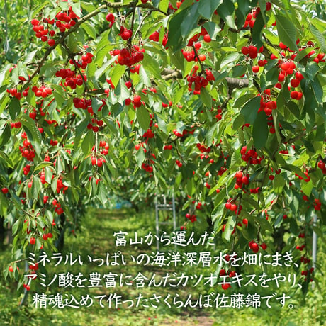 山形天童・松田の佐藤錦【1kgばらパック詰】