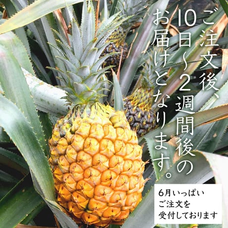 石垣島直送：ボゴールパイン【2kg】