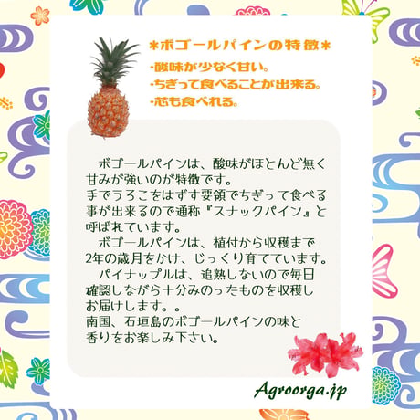 石垣島直送：ボゴールパイン【2kg】