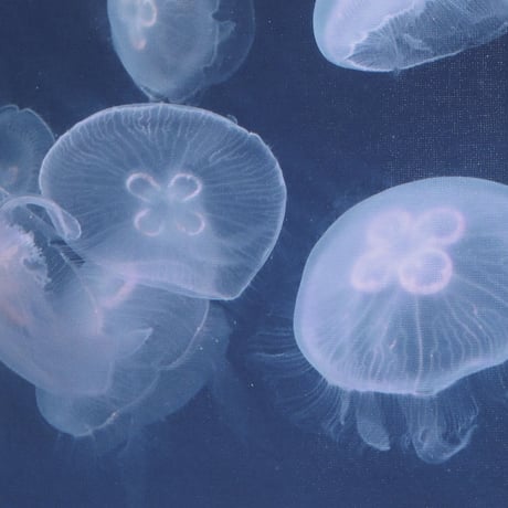アートパネル　高橋篤慶「Jellyfish」
