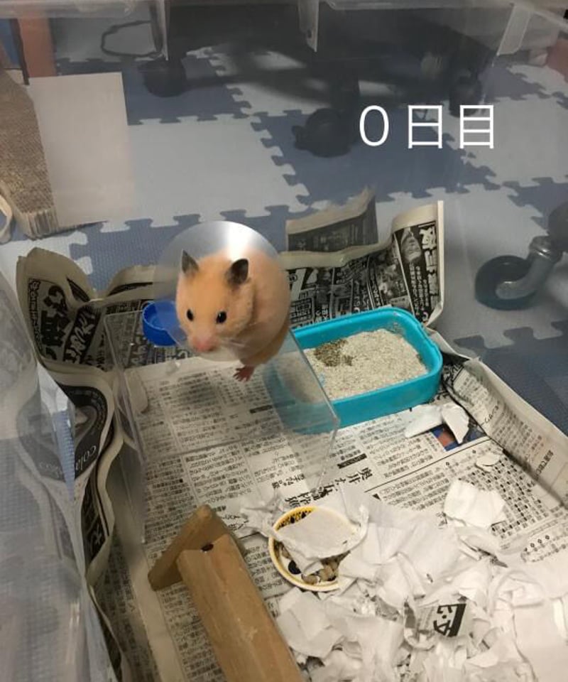 ハムザベスカラー】獣医さん監修 ハムスター 小動物 エリザベス