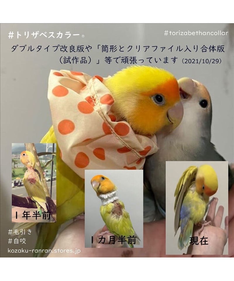 トリザベスカラー】タートル付 S～L | コザクランラン 6/20-21🐤鳥