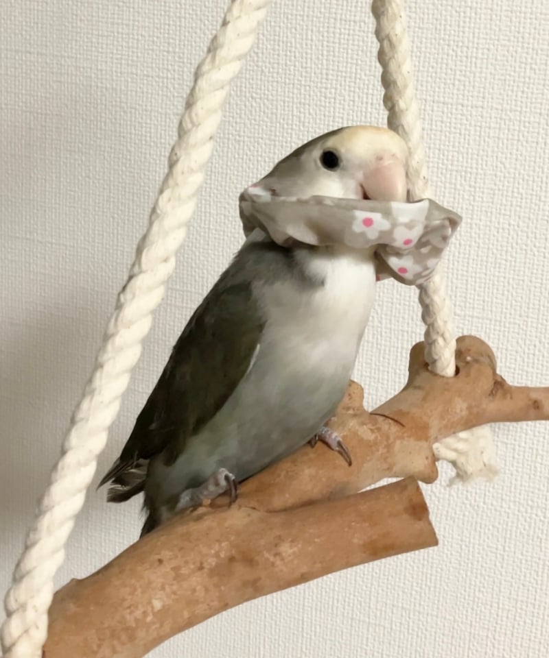 🔰初心者練習【トリザベスカラー プチ】2個セット 最小