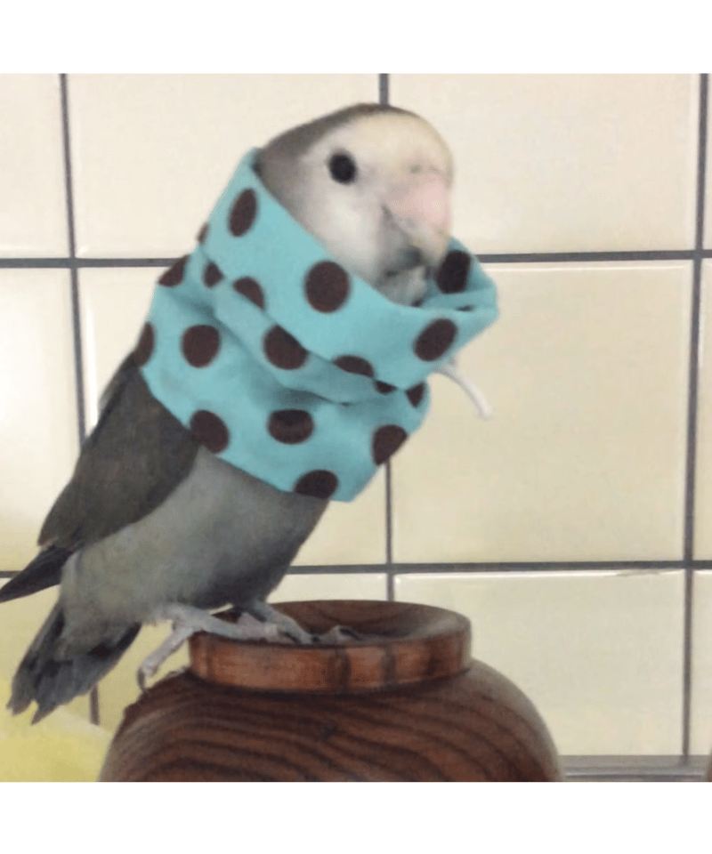 トリザベスカラー】ダブルA 5.5cm〜 | コザクランラン 11/15～16鳥