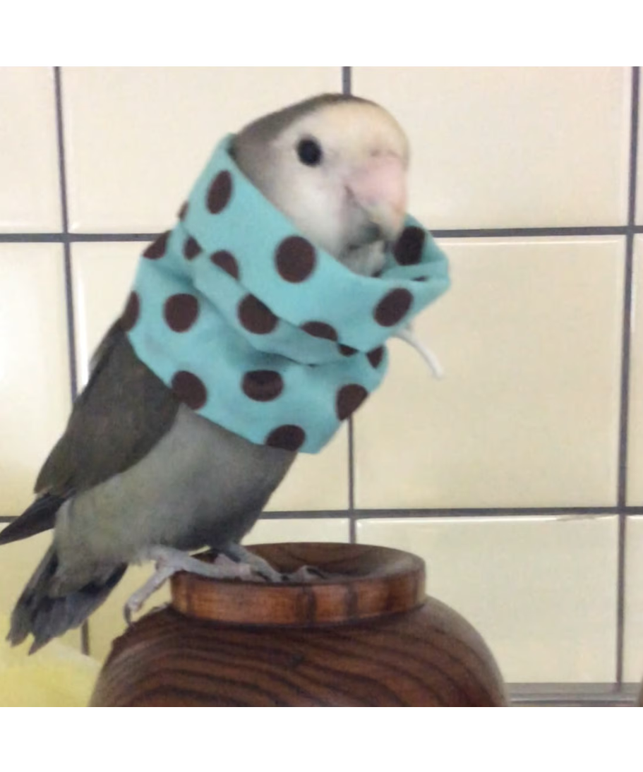 トリザベスカラー】ダブルA 5.5cm〜 | コザクランラン 3/7～8鳥フェス仙台