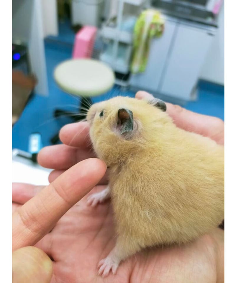 ハムザベスカラー】獣医さん監修 ハムスター 小動物 エリザベス