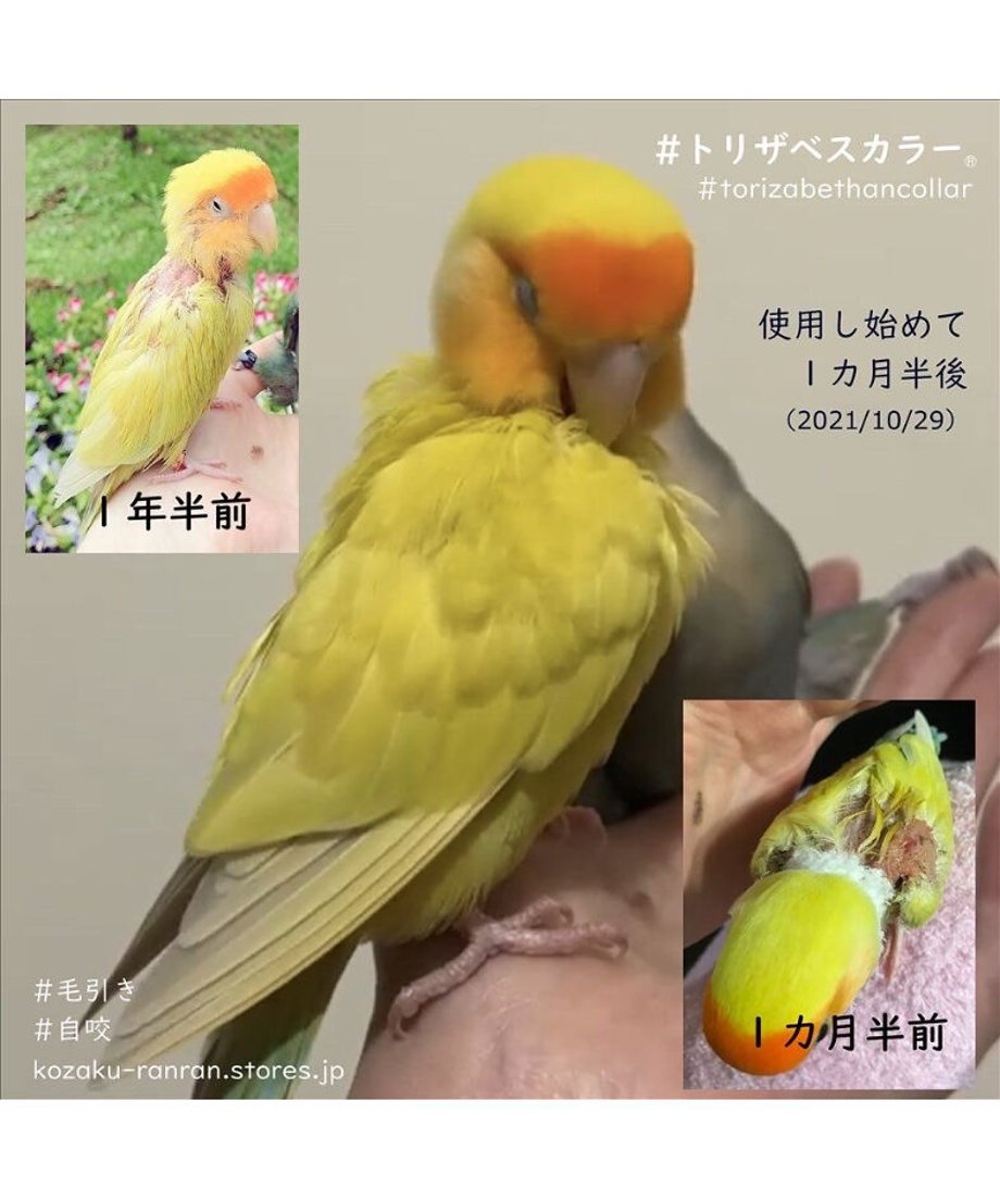 61a1efccf6d7c911e24ce7b3