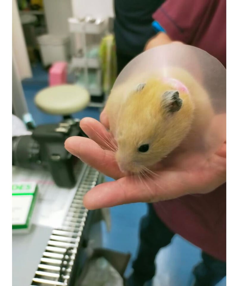 秋葉原のハムスター 2025/08/13 Saku ちまっとしてるサクちゃん🐹 下のこたつも