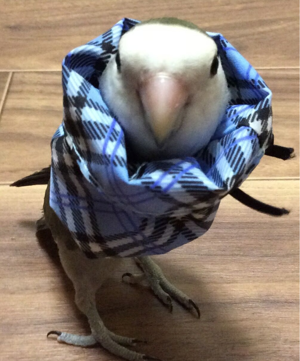 トリザベスカラー】ダブルA 5.5cm〜 | コザクランラン 3/7～8鳥フェス仙台