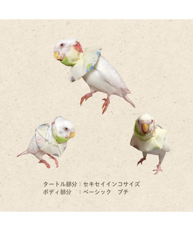 とりとりページ トリザベスカラー】タートル付 S～L | コザクランラン 1/17～鳥フェス松山