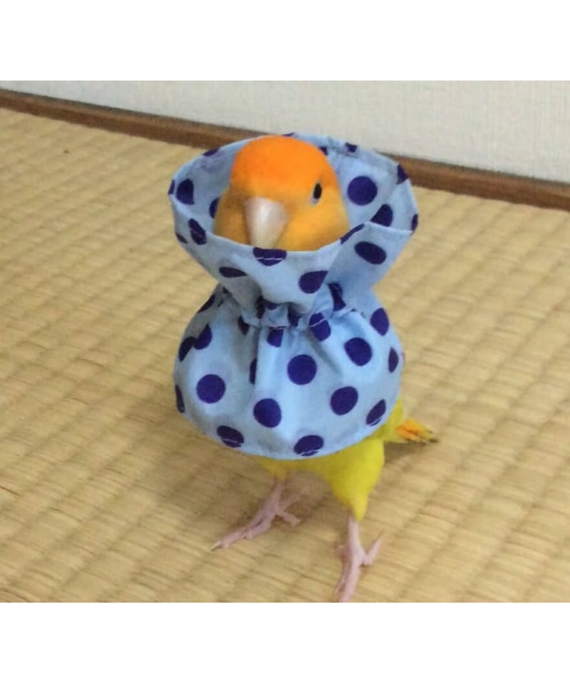 トリザベスカラー】ダブルA 5.5cm〜 | コザクランラン 1/17～鳥フェス松山