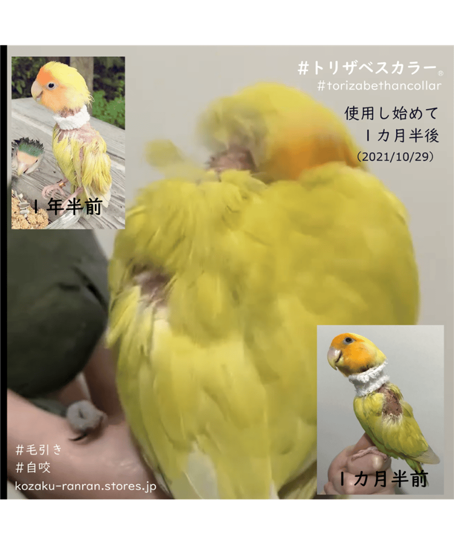 61a1efccf6d7c911e24ce7b3