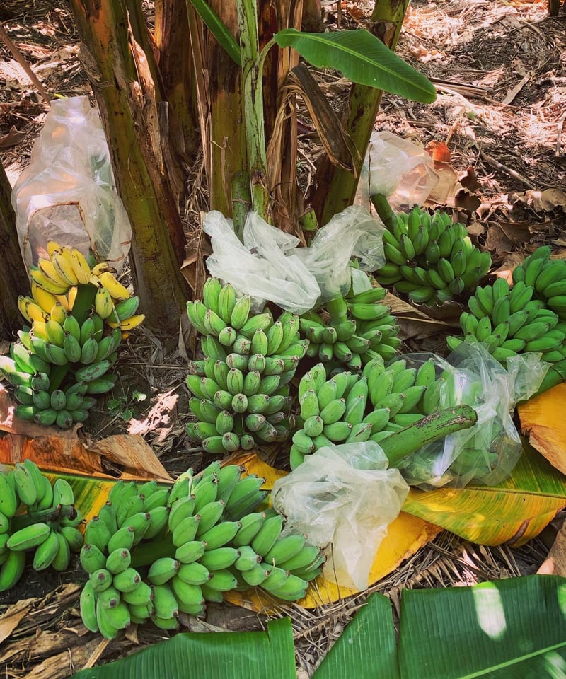 沖縄県産 希少栽培種 もっちり!ぐしちゃん銀バナナ/約3㎏ 送料込