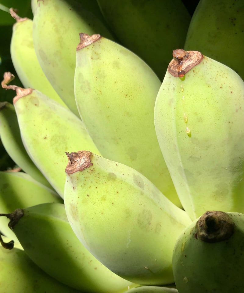 沖縄県産 希少栽培種 もっちり!ぐしちゃん銀バナナ/約3㎏ 送料込