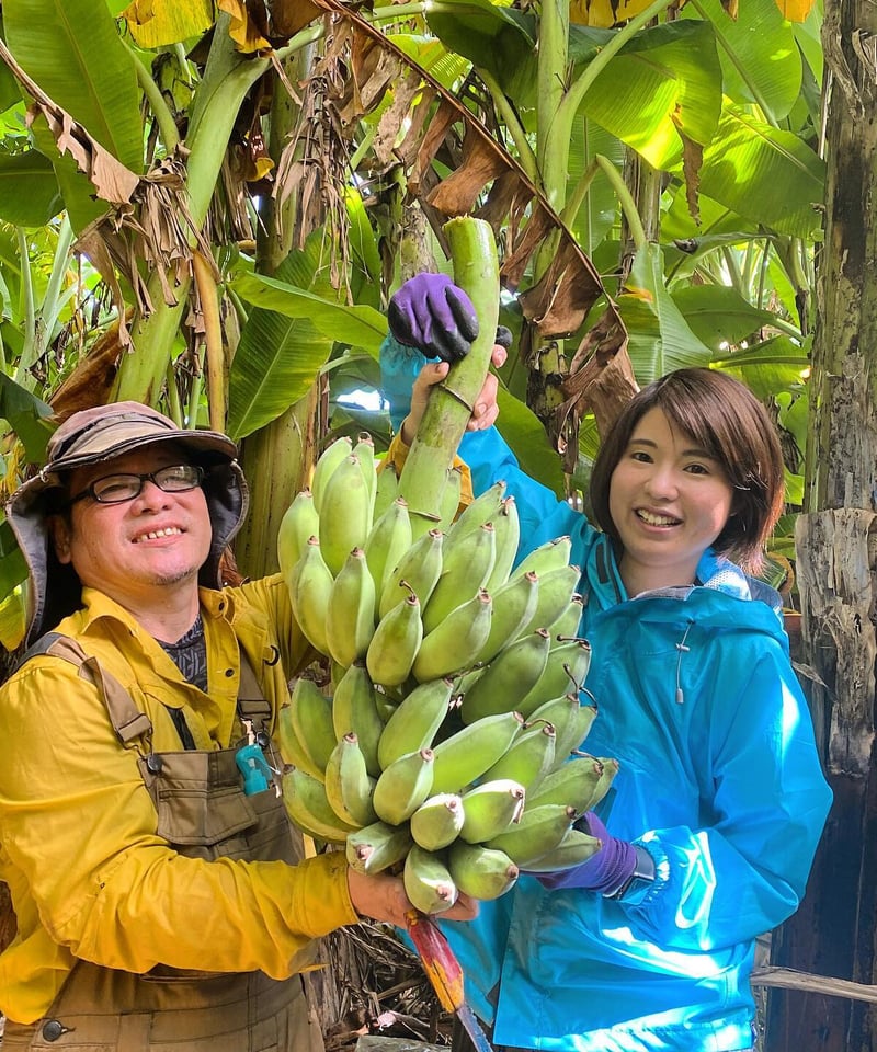 沖縄県産 希少栽培種 もっちり!ぐしちゃん銀バナナ/約2㎏ 送料込