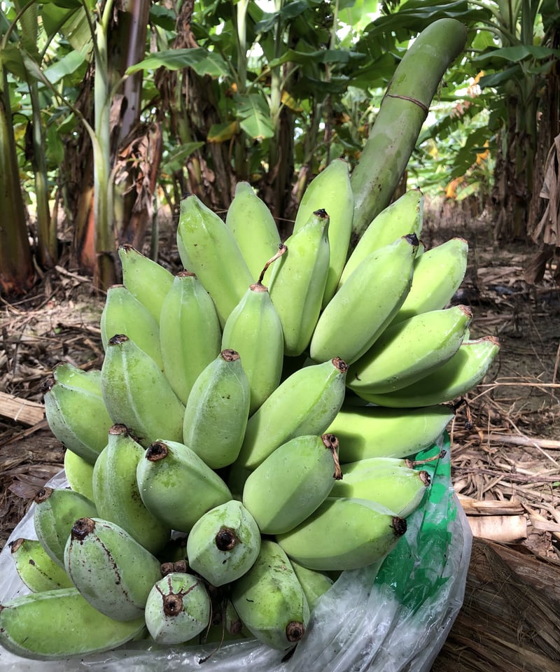 沖縄県産 希少栽培種 もっちり!ぐしちゃん銀バナナ/約5㎏ 送料込