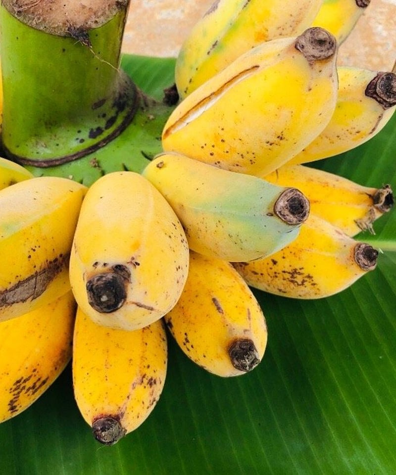 沖縄県産★銀バナナ（株分け苗）g-27.28 沖縄県産 希少栽培種 もっちり!ぐしちゃん銀バナナ/約3㎏ 送料込