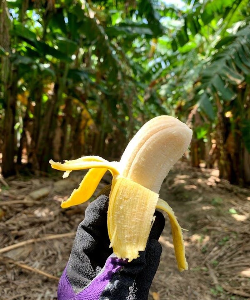 沖縄県産 希少栽培種 もっちり!ぐしちゃん銀バナナ/約5㎏ 送料込