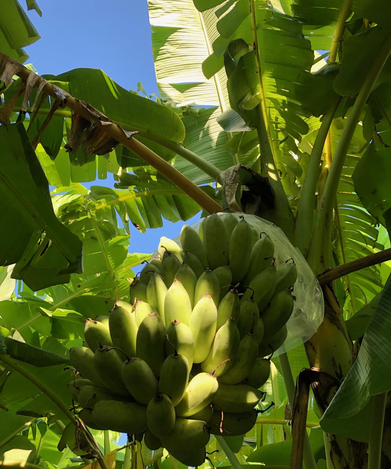 頭バナナちゃん専用6月限定割引 希少インカローズ 16cm12mm 001 沖縄県産 希少栽培種 もっちり!ぐしちゃん銀バナナ/約2㎏ 送料込