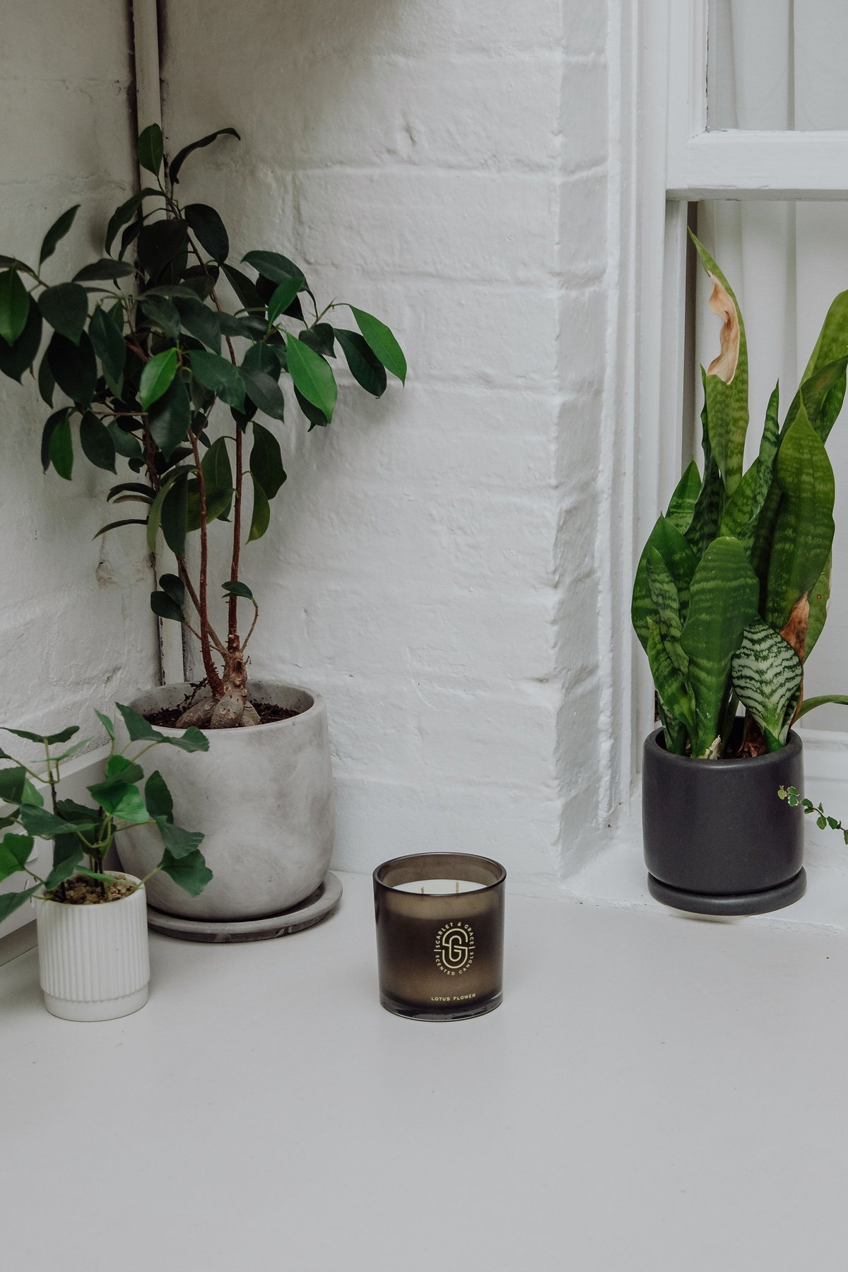 AQUIESSE SOUVENIR コンパスソイキャンドル コスタリカ ソイキャンドル 200g / アロマ SAUDADE エッセンシスデ