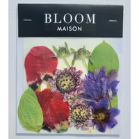押し花｜花材セット スカビオサ Pressed Flower Kit インテリア・ギフト・ウェルカムボードなどのハンドメイドに　F-872 BLOOM MAISON