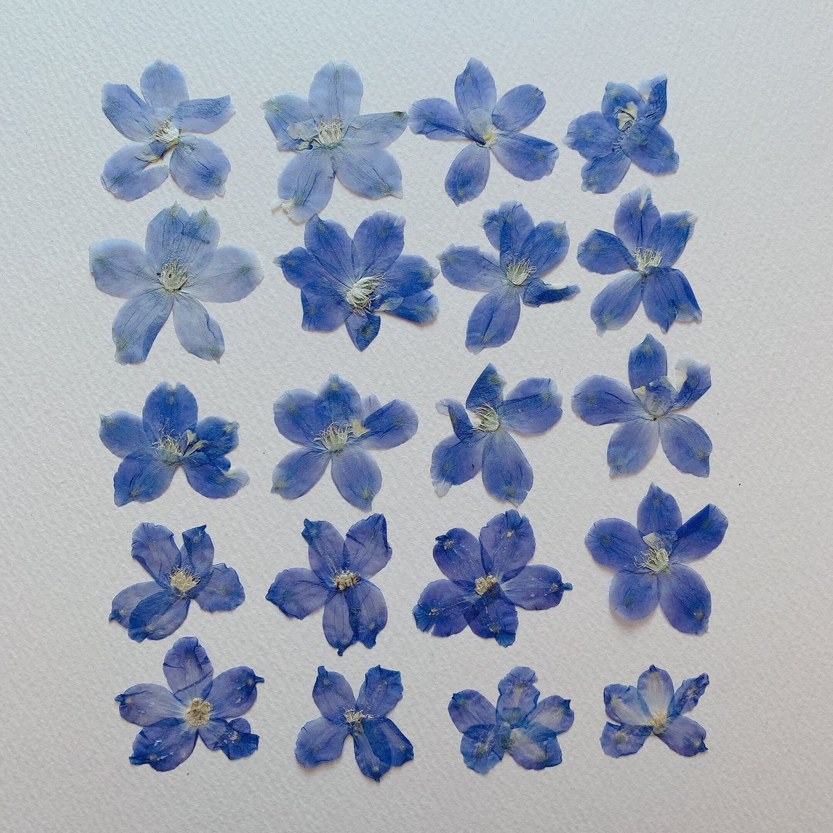 F-83 押し花｜デルフィニウム(青紫) 正面 | BLOOM MAISON
