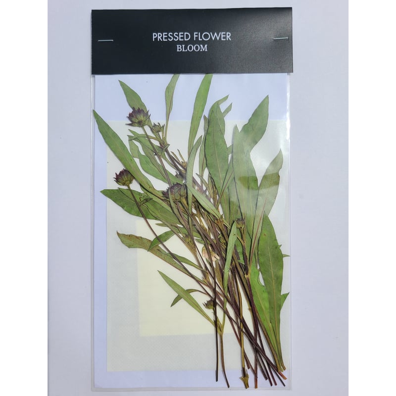 押し花｜花材セット チョコレートコスモスつぼみ Pressed Flower Kit