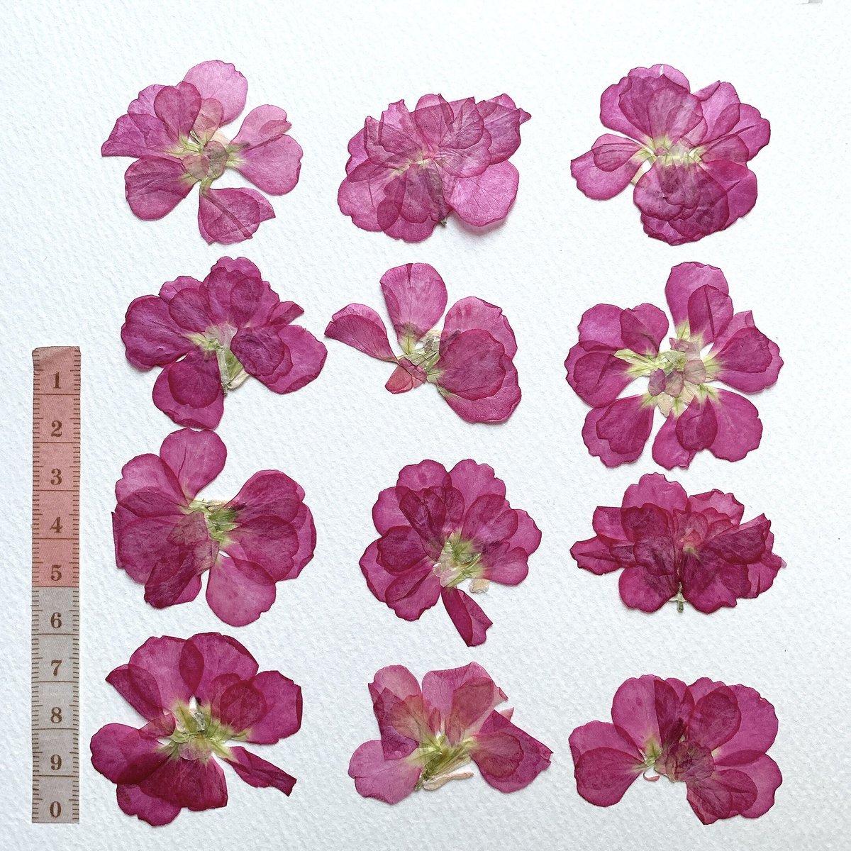 押し花　美品 fit=scale-down,w=1200