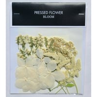【押し花｜花材セット シルバーキャット Pressed Flower Kit ギフト・ウエルカムボードなどのハンドメイドに】F-492 BLOOM MAISON