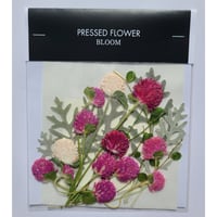 【押し花｜花材セット 千日紅 Pressed Flower Kit ギフト・ウェルカムボードなどのハンドメイドに】F-608 BLOOM MAISON