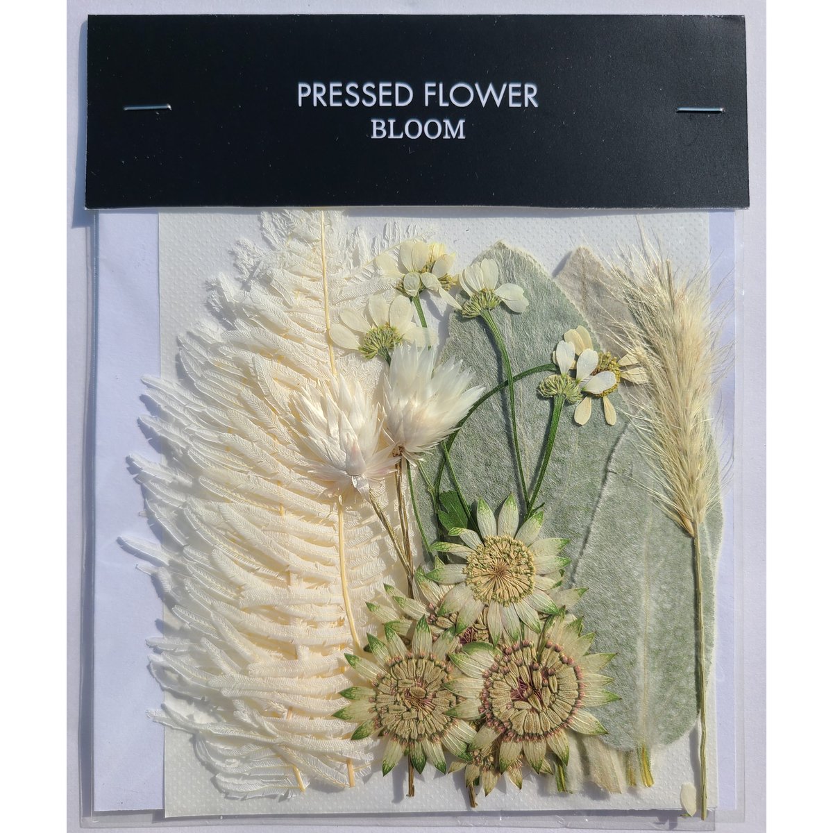 ラムズイヤー 押し花｜花材セット 】F-247 | BLOOM MAISON