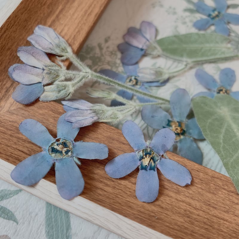 F-22 押し花｜ブルースター 送料込み | BLOOM MAISON