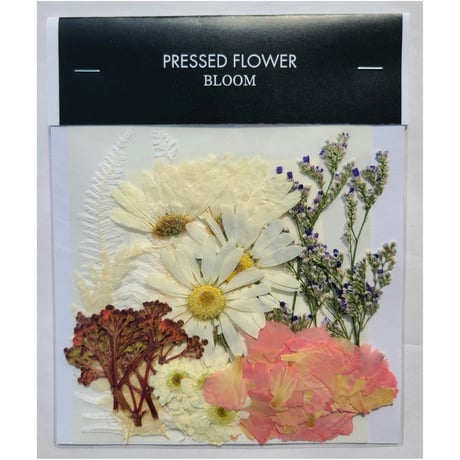 【押し花｜花材セット マーガレット Pressed Flower Kit ギフト・ウェルカムボードなどのハンドメイドに】F-607 BLOOM MAISON