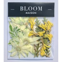 押し花｜花材セット カンガルーポー Pressed Flower Kit インテリア・ギフト・ウェルカムボードなどのハンドメイドに　F-848 BLOOM MAISON