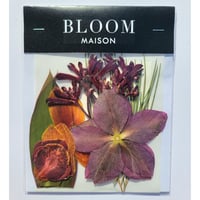 押し花｜花材セット シンビジウム Pressed Flower Kit インテリア・ギフト・ウェルカムボードなどのハンドメイドに　F-914 BLOOM MAISON