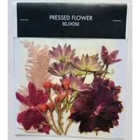 【押し花｜花材セット レッドブルニア Pressed Flower Kit ギフト・ウェルカムボードなどのハンドメイドに】F-535 BLOOM MAISON