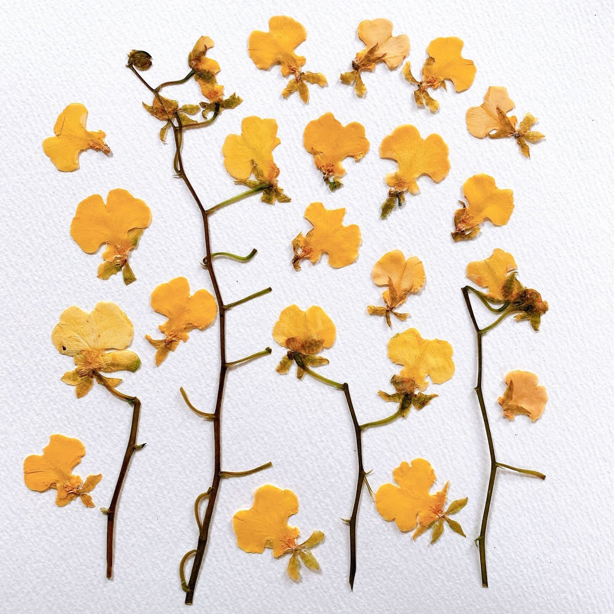 F-39 押し花|オンシジューム(黄) 送料込み | BLOOM MAISON F-39 押し花|オンシジューム(黄) 送料込み | BLOOM MAISON
