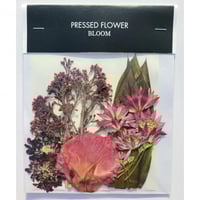 押し花｜花材セット シキミア Pressed Flower Kit インテリア・ギフト・ウェルカムボードなどのハンドメイドに　F-713 BLOOM MAISON