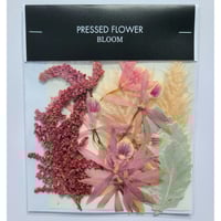 【押し花｜花材セット エンシクリア Pressed Flower Kit ギフト・ウェルカムボードなどのハンドメイドに】F-569 BLOOM MAISON
