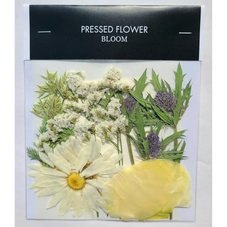 【押し花｜花材セット マーガレット Pressed Flower Kit ギフト・ウェルカムボードなどのハンドメイドに】F-537 BLOOM MAISON
